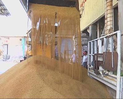 揭阳惠来县各地抓住晴好天气抢收早稻,竟然不用晒干就能直接数钱