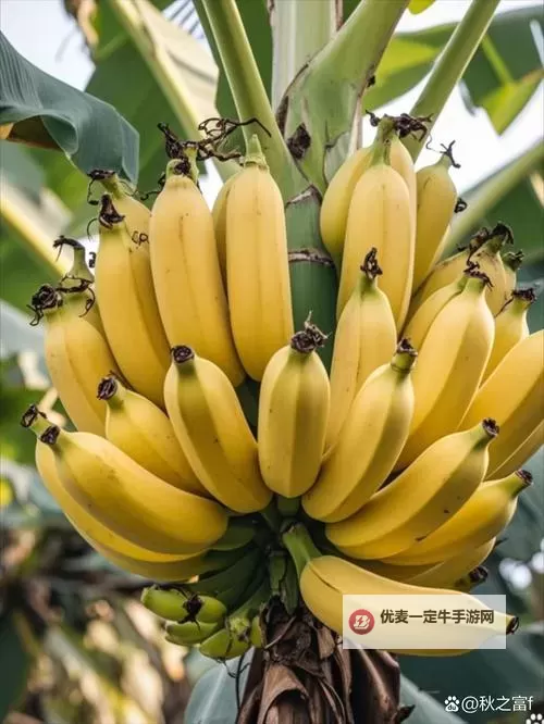 揭秘香蕉视频最新内容：最全更新攻略解析图1