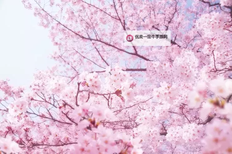 成人樱花视频：春日绽放的唯美瞬间图1