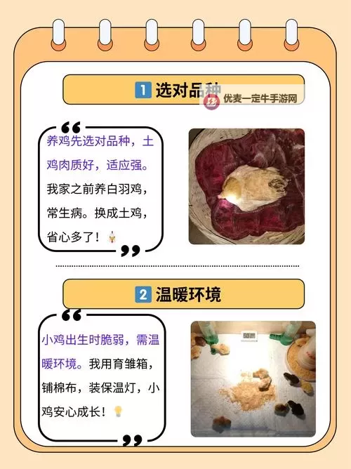 如何按照步骤操作：怎么吃到自己的小鸡教程图1