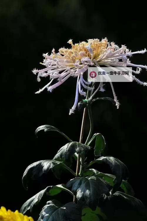 探索视觉盛宴：菊色网带来的艺术魅力图1