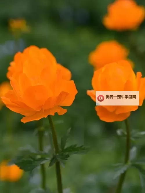 小黄花必看日本：不可错过的优质旅游目的地推荐图1