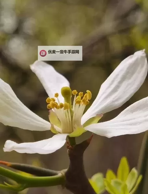 枳积通积枳免费大全网站：全面解读与使用指南图2