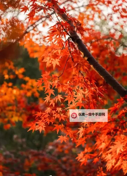 秋霞手机：带您领略高清视觉盛宴的智能体验图1