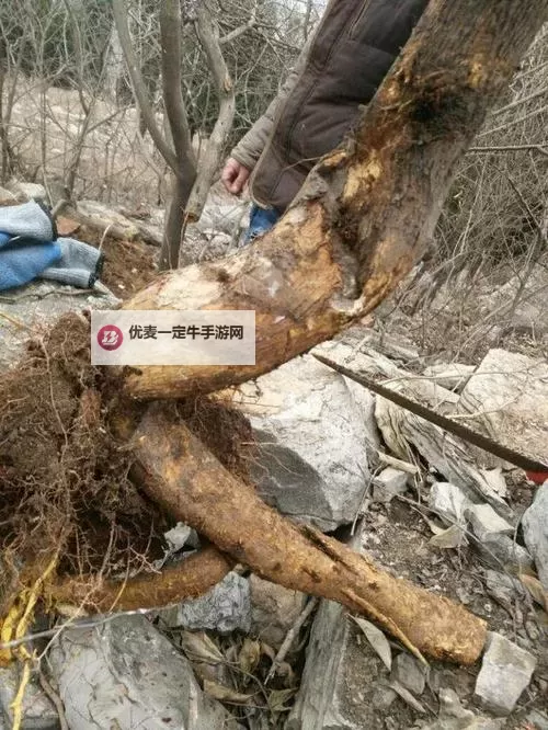 重皮哪里最多：揭秘皮革产业的集中地区图1