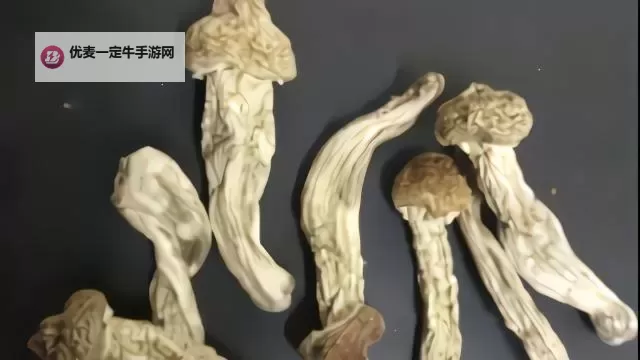 揭秘蘑菇视频你懂的：背后隐藏的秘密与精彩内容图1