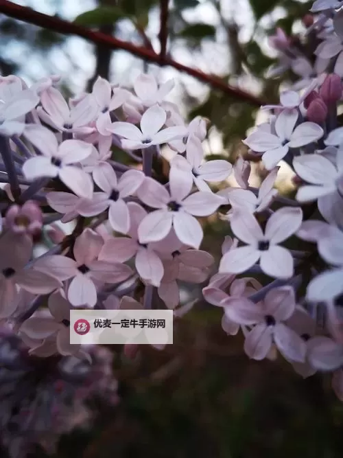 丁香久久五月：绽放如诗的青春岁月图1