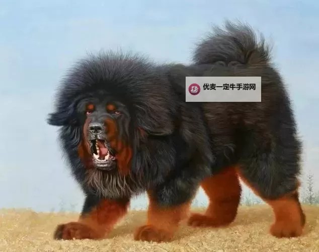 张柔和两只藏獒的故事是什么：温情守护与忠诚的传说图1