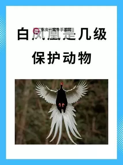 探索凤凰视频一级毛卡片的精彩内容与核心特色图1