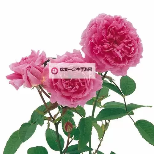 五月花综合：引领多元发展新格局图1