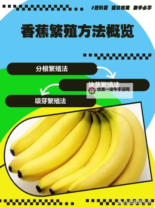 探索趣味互动：香蕉插进桃子里网站的奇趣体验图1