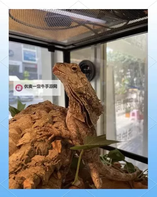 《怪物猎人荒野》火焰伞蜥在哪抓 火焰伞蜥捕获位置分享图1