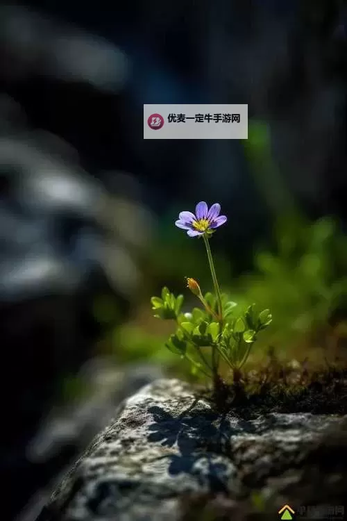 探索青春之美：野花社区WWW三的温情故事图1
