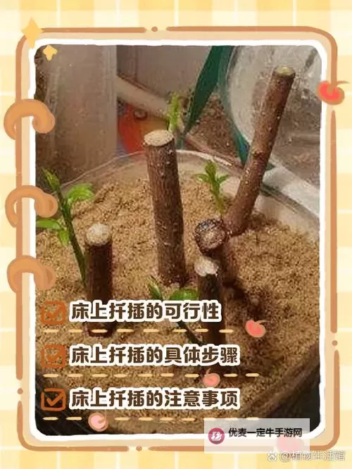 探索全面指南：在床上的72种扦插方法详解图1