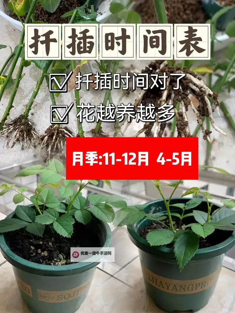 探索全面指南：在床上的72种扦插方法详解图2