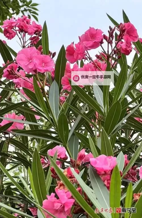 繁花似锦电脑版 电脑玩繁花似锦模拟器下载、安装攻略教程图2