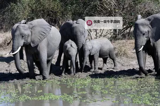 大象回家免费看高清视频，感受自然的感动与壮美图1