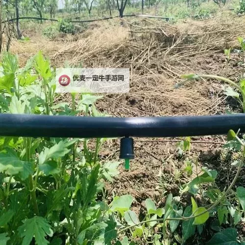 提升农业生产效率：优质灌溉系统唐宁的创新解决方案图1