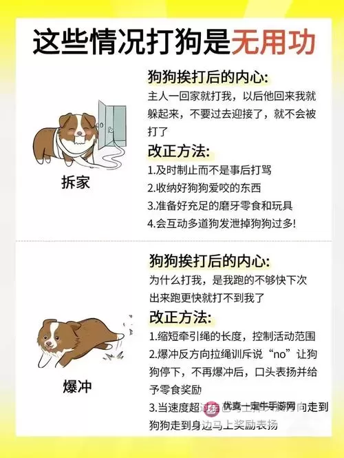 怎样让狗狗进入新环境更加顺利的方法图2