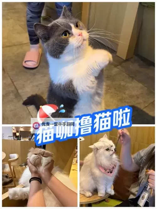 猫猫咖啡屋双开神器 轻松一键搞定猫猫咖啡屋挂机双开图1