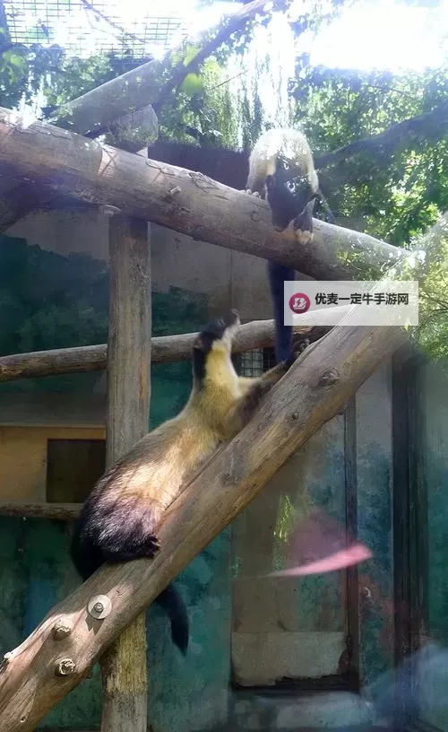 探秘中国zoo：国内最值得一访的动物天堂图1