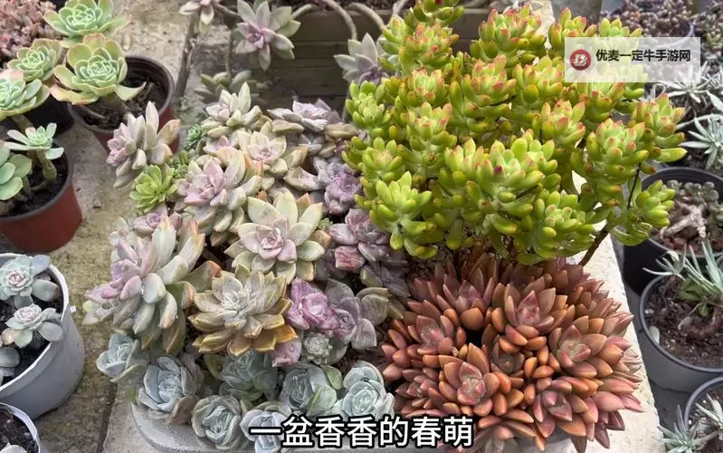 【整篇都是车的多肉1V2推荐】全面解析车系多肉植物搭配指南图1