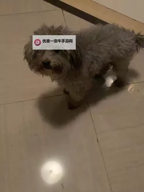 《通神榜》狗狗碰瓷流玩法指南图1