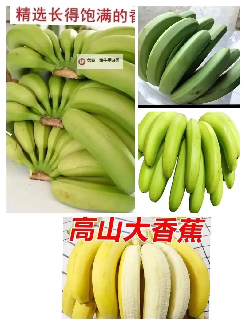 探索新品种：引领市场的新大香蕉精彩亮相图1