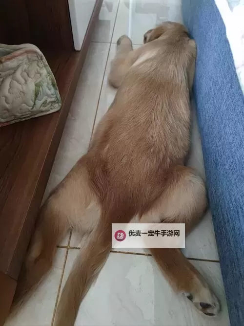 回忆自己过去趴着的那些时光图1