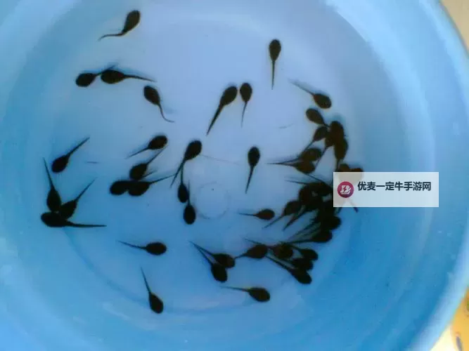 91po九色蝌蚪：探索彩色童趣的奇幻世界图1