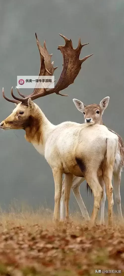 综琼瑶之组团刷刷刷：甜蜜恋爱动画集结全攻略图1
