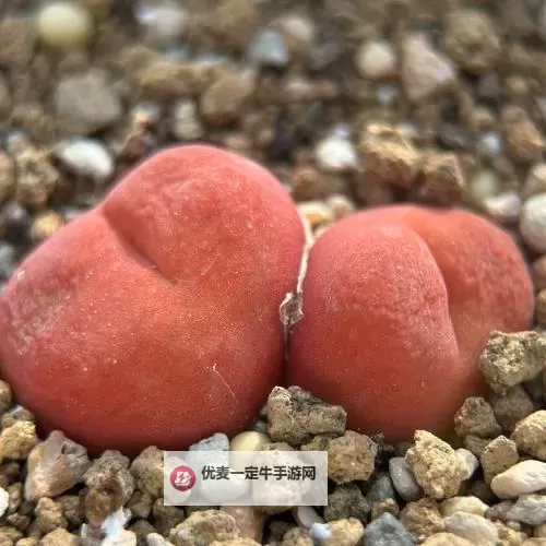 优质保障 正宗水蜜桃1430.5 香甜多汁新鲜上市图1