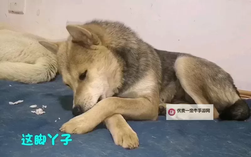 探索极致体验：越往里越有劲舒服的秘密图1