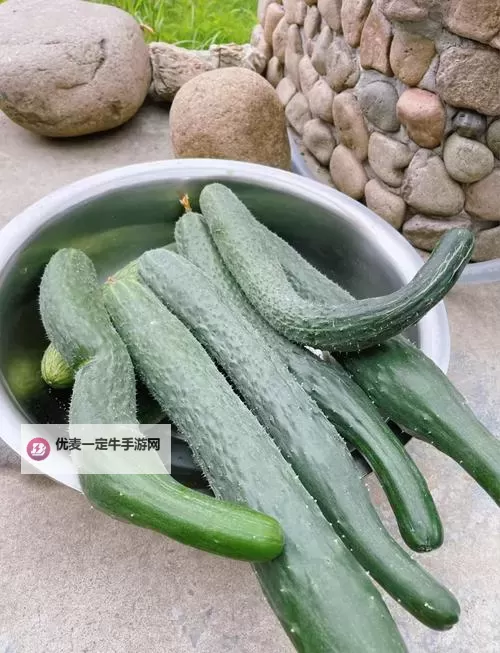 用黄瓜自愈的时候要削皮吗：健康食疗的正确选择图1