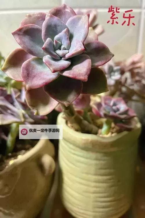 整篇都是车的多肉1V2推荐：当赛道红线遇见叶脉绿意，速度与静默并行图1