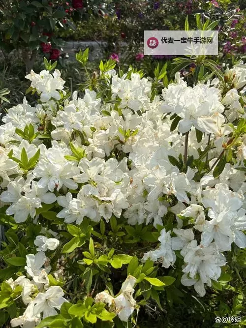 热议话题：无码乱码视频免费观看不来了，背后到底发生了什么？图1