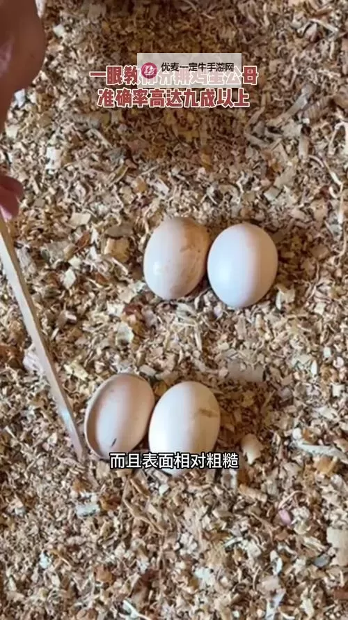 男女日蛋：时光潮汐中的你我图1