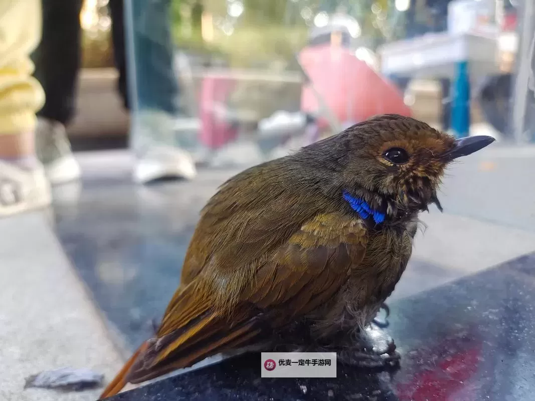 怎么双开君临？ 君临双开挂机图文全攻略图1