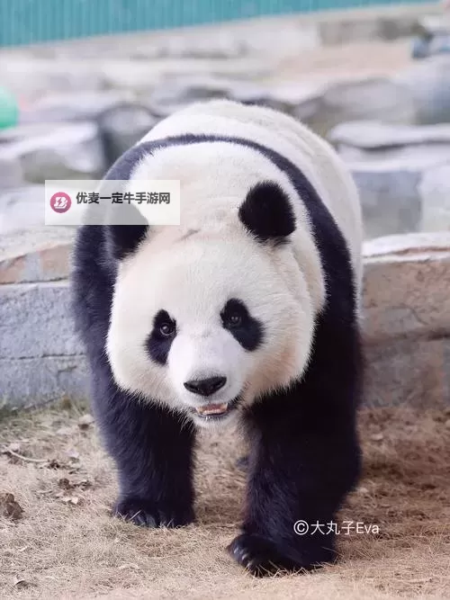 色姐姐影院：光影里的岁月回声图1