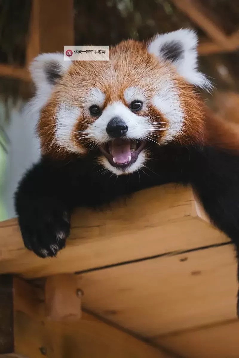 《哈迪斯2》普攻流通关构筑分享图1