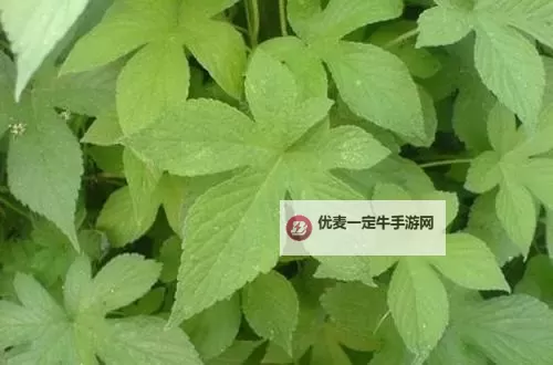 人人爱草人人的季节：城市绿意的叙事图1